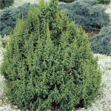 Juniperus squamata 'Loderi'