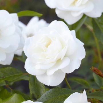 Rose Palace Kailani - Patio Shrub Rose