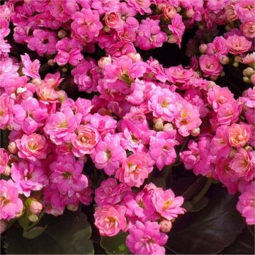 'Flaming Katy' Plant in Bud & Bursting in to Bloom - PINK Kalanchoe