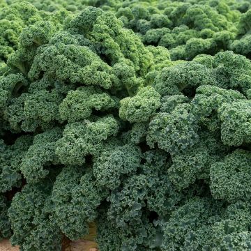 Kale 'Kapral' - Pack of TWELVE Plants