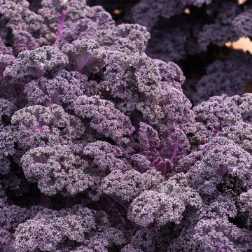 Kale 'Red Monarch' - Pack of TWELVE Plants