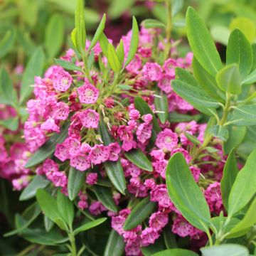 Kalmia Angustifolia Rubra - Mountain Laurel