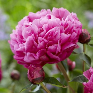 Paeonia lactiflora - Peony - Kansas