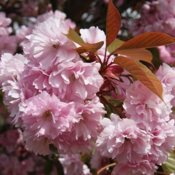 Prunus Kanzan  - Cherry Blossom Tree