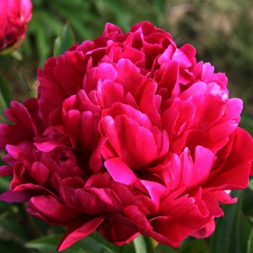 Perfumed Peony - Paeonia Karl Rosenfield - Peony - Pack of FIVE