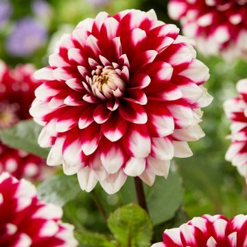 Dahlia Karma Yin Yang