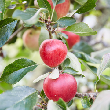 Apple Tree - Katy Bush (MM106)
