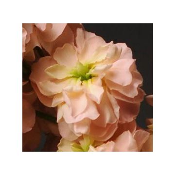 Matthiola Incana 'Katz Apricot' - Fragrant Column Stock Plant