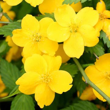 Kerria japonica Golden Guinea - LARGE SPECIMEN