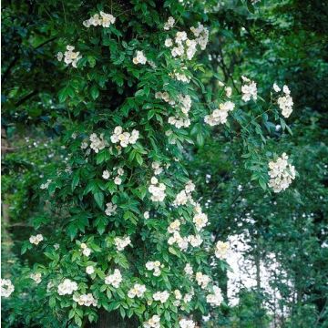 Large 6-7ft Specimen Climbing Rose - Rose filipes Kiftsgate