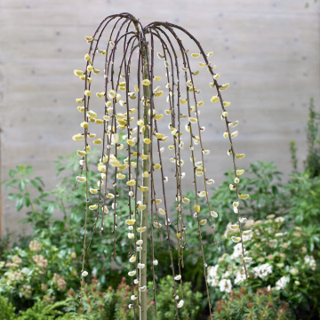 Salix caprea 'Pendula' - Weeping Kilmarnock Willow