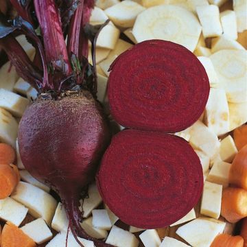 Beetroot Plant 'Detroit 2'