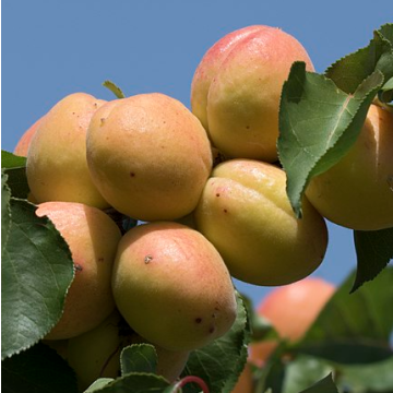 Apricot Tree - Kioto Bush (Julien A)