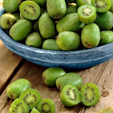 Kiwi Berry - Actinidia arguta Issai - Fuzz Free Kiwi Berry