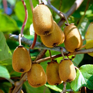 Kiwi Fruit Vine - Actinidia deliciosa 'Jenny' - Self Fertile Kiwi