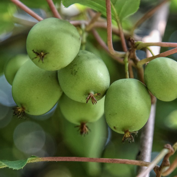 Kiwi Tree - Super Issai
