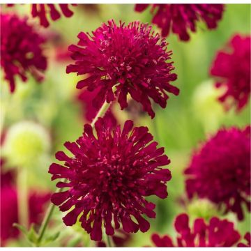 Knautia macedonica - Red Knight Scabious