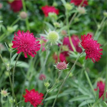 Knautia Macedonica - Red Knight - Scabious