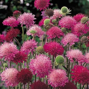 Knautia macedonia - Melton Pastels - Scabious