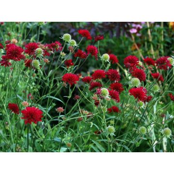 Knautia macedonica Mars Midget