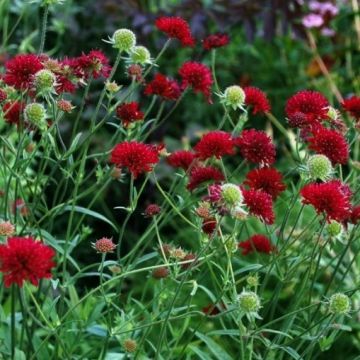 Knautia macedonica Mars Midget