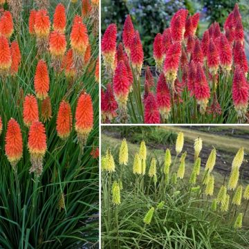 Kniphofia - Fire Rocket Mixture - Pack of FIVE Plants