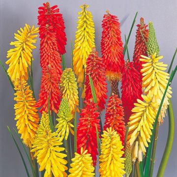 WINTER SALE - Kniphofia Flamenco - Red Hot Poker