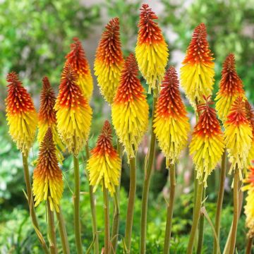 Kniphofia - Flaming Torch - Pack of THREE Plants