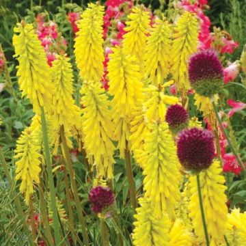 Kniphofia 'Lemon Popsicle' - Yellow Red Hot Poker