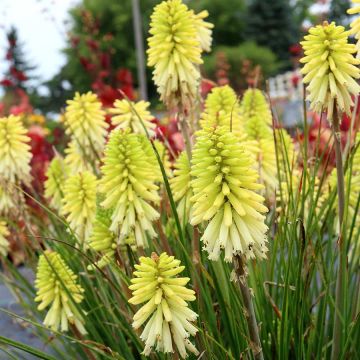 Kniphofia Poco Citron