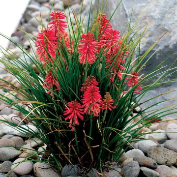 Kniphofia Poco Red