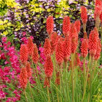 Kniphofia 'Redhot Popsicle'