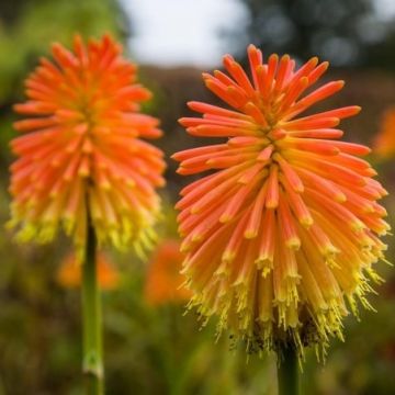 Kniphofia Rooperi - Red Hot Poker