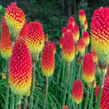 Kniphofia Royal Castle - Red Hot Poker