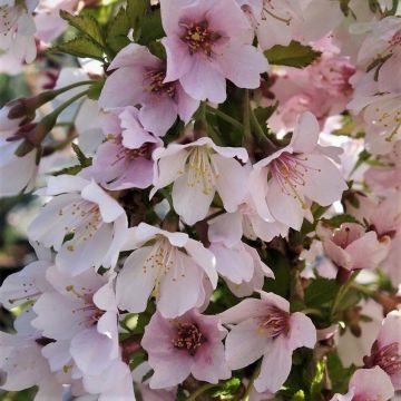 Prunus incisa  Kojo-No-Mai - Fuji Cherry