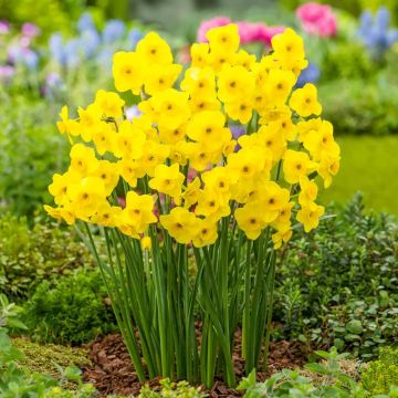 Narcissus - Kokopelli - Daffodil - Pack of 10 Bulbs
