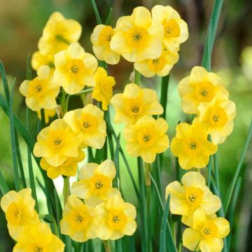 Narcissus - Kokopelli - Daffodil - Pack of 10 Bulbs