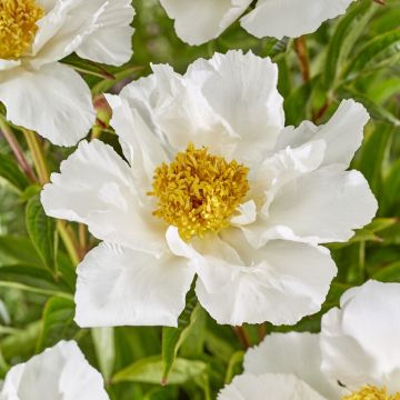 Paeonia lactiflora - Peony - Krinkled White