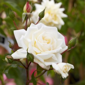 Large 5-6ft Specimen Climbing Rose - Ilse Krohn Superior - Courtyard Climber