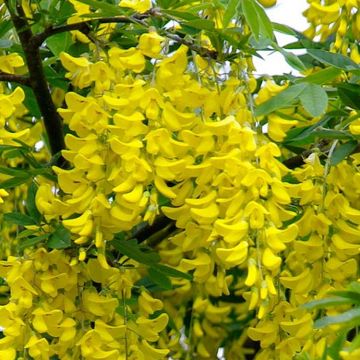 Laburnum x watereri 'Vossii' - Voss' laburnum - Golden Rain Tree