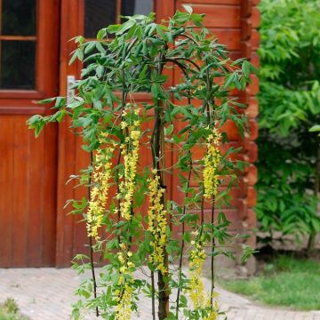 Laburnum alpinum 'Pendulum' - Weeping Scotch Laburnum