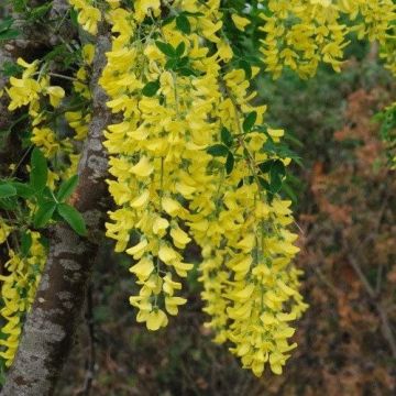 Laburnum anagyroides - Golden Chain Tree - 170-190cm