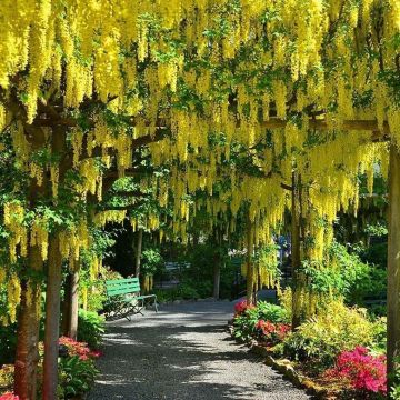 Laburnum anagyroides - Golden Chain Tree - 190-220cm