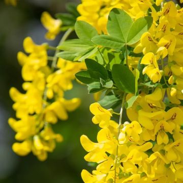 Laburnum anagyroides Yellow Rocket - Upright Golden Chain Tree