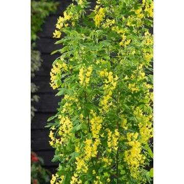 Laburnum anagyroides Yellow Rocket - Upright Golden Chain Tree