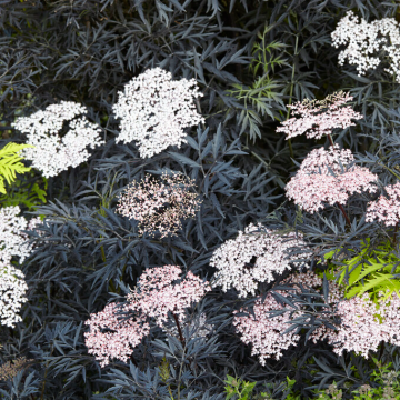 Sambucus nigra porphyrophylla 'Black Lace' Eva - Black Elder Tree
