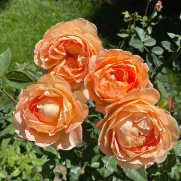 Rose 'Alexander's lssie'