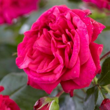 Large 5-6ft Specimen Climbing Rose - Laguna - Courtyard Climber