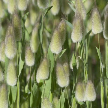 Lagurus Ovatus - Hare's Tail Grass - Bunny Tail Grass