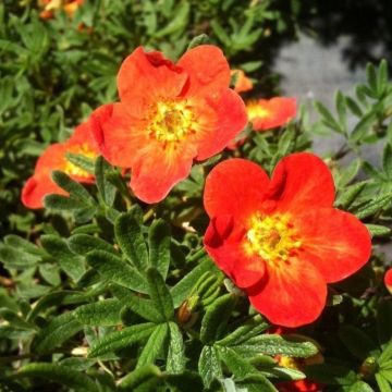 Potentilla fruiticosa Red Joker - Shrubby Cinqfoil